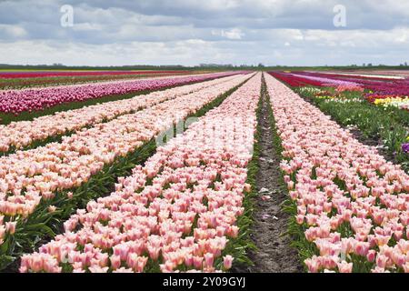 Viele Tulpen auf holländischen Frühlingsfeldern, Holland Stockfoto