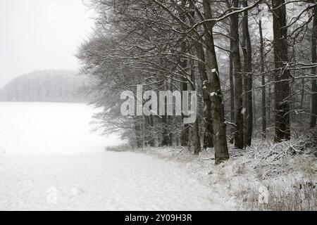 Es schneit im Winterwald Stockfoto