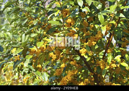 Essbare Weide, Elaeagnus multiflora mit vielen Beeren, Kirsche elaeagnus, elaeagnus multiflora mit vielen Beeren Stockfoto