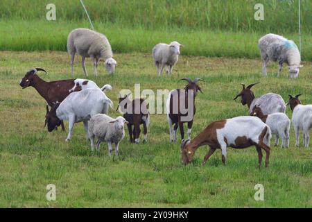 White Polled Heath und Boer Ziege im Biosphärenreservat Stockfoto