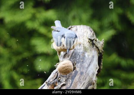 Eurasischer Nacktschnecke sucht nach Essen, Nacktschnecke sucht nach Essen Stockfoto