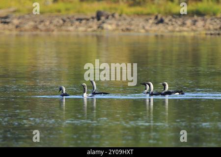 Schwarzkehlenloon (Gavia arctica) in schweden an einem Fluss Stockfoto