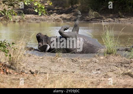 Afrikanischer Büffel im Wasserloh Stockfoto
