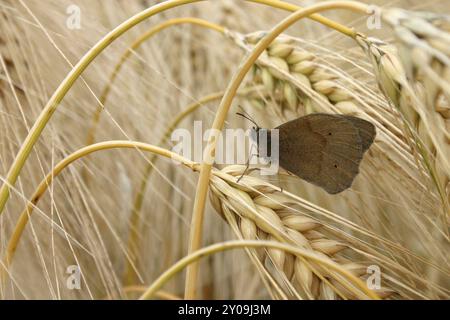 Große Ochsenauge Gänseblümchen in einem Getreidefeld Stockfoto