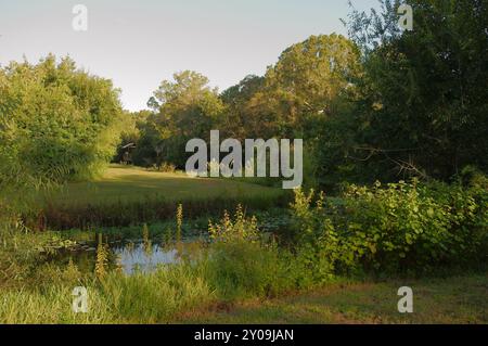 Weiter Blick auf den schmalen blauen Sumpfkanal mit grünem Gras und großen Bäumen auf der rechten Seite. Sonnenschein und Schatten in der frühen Morgensonne mit einem hellen Stockfoto