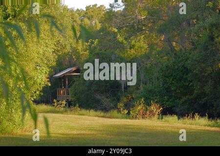 Mitteleng gerahmte Baumschenkel bieten Blick über grünes Gras und große Baumränder. Überdachter Pavillon hinten. Spanisches Moos hängt. Sonne und Schatten Stockfoto