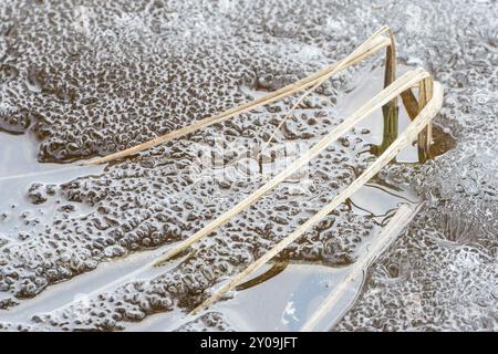 Schilf im Eis, Norrbotten, Lappland, Schweden, Mai 2014, Europa Stockfoto