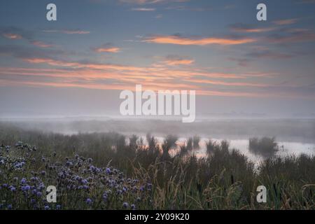 Nebliger Sonnenaufgang über wildem Feuchtsumpf, Drenthe, Niederlande Stockfoto