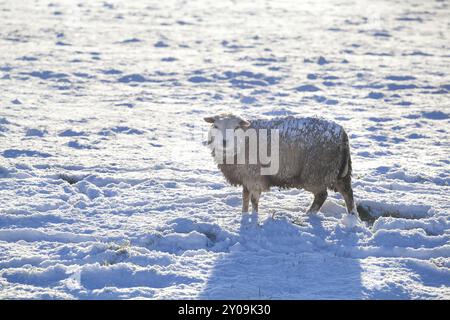 Schafe draußen auf Schnee im Winter, Holland Stockfoto