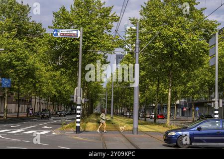 Städtische Begrünung, innerstädtische Straße Laan op Zuid, im Rotterdamer Stadtteil Feijenoord, 4 Fahrspuren, 2 Straßenbahnschienen, Radwege auf beiden Seiten, Gehsteige und p Stockfoto