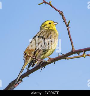 Yellowhammer sitzt auf einem Dornzweig vor blauem Hintergrund Stockfoto