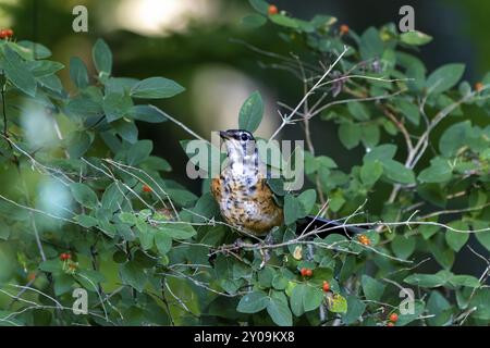 Der junge amerikanische robin (Turdus migratorius) im Frühjahr auf der Suche nach Nahrung. Der amerikanische rotkehlchen ist der am häufigsten vorkommende Vogel in Nordamerika Stockfoto