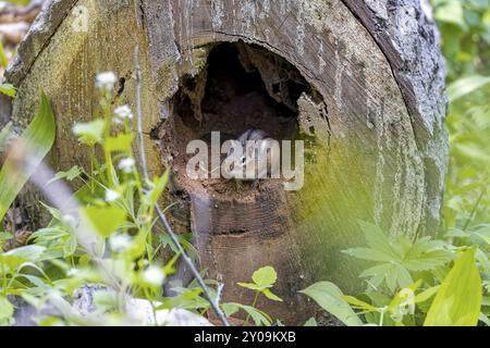 Der östliche Streifenhörnchen (Tamias striatus) im Park Stockfoto