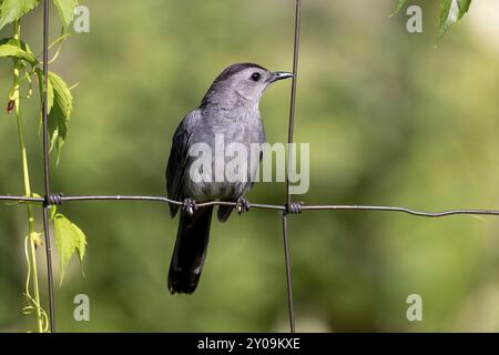 Der Grauwels (Dumetella carolinensis) am Zaun Stockfoto