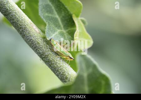 Rhododendron Blatthopper (Graphocephala fennahi), on Evy (Hedera), Velbert, Nordrhein-Westfalen, Deutschland, Europa Stockfoto