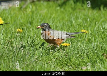 American robin (Turdus migratorius) bringt Würmer und Regenwürmer zu den Jungen Stockfoto