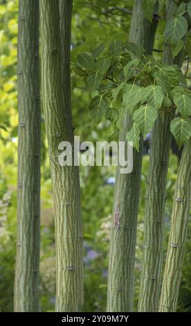 Kyushu Maple (Acer capillipes), Stamm, Rinde, Nordrhein-Westfalen, Deutschland, Europa Stockfoto