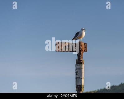 Eine Möwe, die auf einem alten, eisernen Meereszeichen sitzt Stockfoto