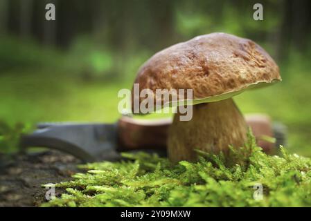 Wilde Steinpilze, die auf üppigem grünen Moos in einem Wald wachsen, Blick aus dem niedrigen Winkel. Boletus edulis, bekannt als Cep, Porcino oder Penny-Bun Bolete Stockfoto