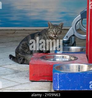 Eine graue, graue Straßenkatze mit grünen Augen in einer Futterstation in einer Straße in Jerusalem, Israel. Stockfoto