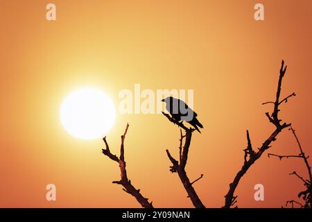 Ein Vogel sitzt auf einem Zweig vor einem orangefarbenen Sonnenunterganghimmel, der den Eindruck von Ruhe und Naturnähe erweckt, Krähe, Baden-Württemberg Stockfoto