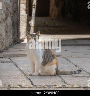 Eine Trikolore Gasse Katze in einer engen Gasse im alten Jerusalem, Israel. Stockfoto