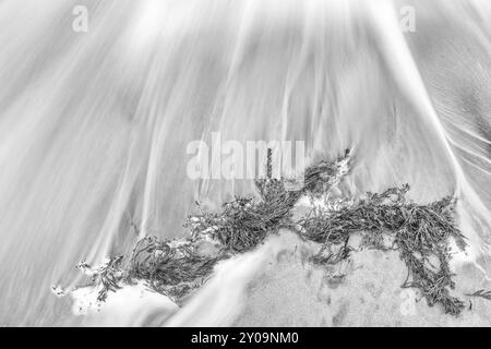 Algen an einem Sandstrand, Senja, Troms, Norwegen, März 2015, Europa Stockfoto