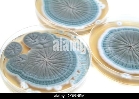 Agarplatten mit Penicillium-Pilzen auf weißem Hintergrund Stockfoto