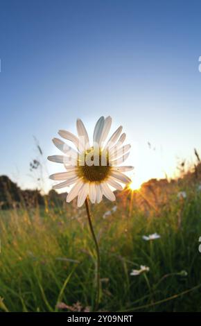 Sonnenschein hinter Kamillenblume über blauem Himmel Stockfoto