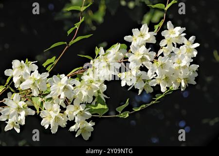 Blumen verspotten orange (Philadelphus) nahe am blauen Himmel Stockfoto