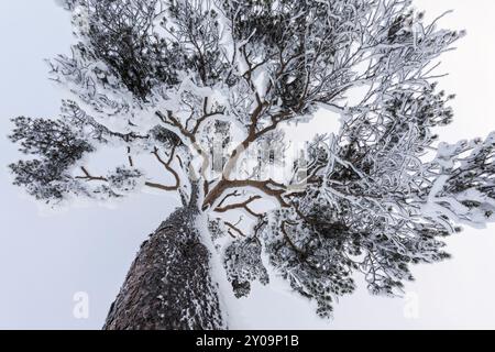 Schneebedeckte Kiefer, Muddus-Nationalpark, Laponia-Weltkulturerbe, Norrbotten, Lappland, Schweden, Dezember 2015, Europa Stockfoto