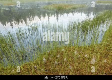 Morgennebel über einem Sumpfsee, Gaellivare, Norrbotten, Lappland, Schweden, August 2015, Europa Stockfoto