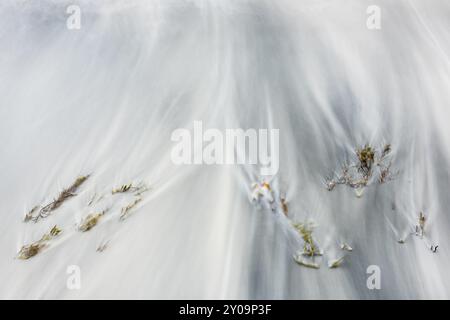 Algen an einem Sandstrand, Senja, Troms, Norwegen, März 2015, Europa Stockfoto