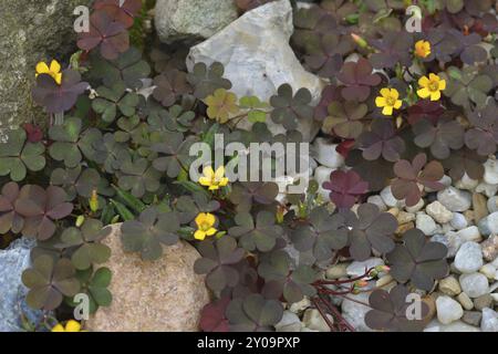 Kriechender Sauerampfer im Garten. Horn-Sauerklee im Steingarten Stockfoto