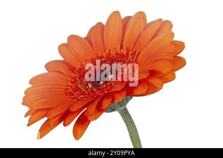 Orangefarbene Gerbera, Nahaufnahme Stockfoto