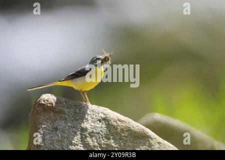 Graue Wagtail, männlich, mit Nahrung im Schnabel, Motacilla cinerea, graue Wagtail, männlich mit Nahrung im Schnabel Stockfoto