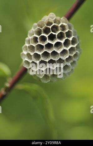 Gallische Feldwespe auch französische Feldwespe, Polistes dominula am Nestgebäude. Polistinen sind eusoziale Wespen auf einer Wiese am Nestgebäude Stockfoto