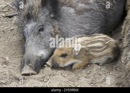 Wildschwein mit Nachkommen Stockfoto