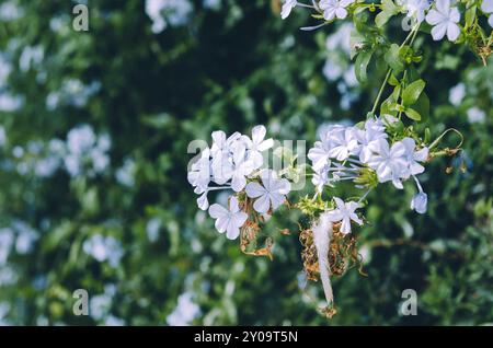 Blauer plumbago blüht und verwelkt mit Vogelfedern Stockfoto