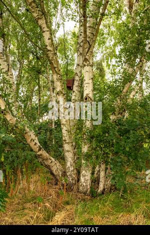 Silberbirke (Betula pendula) mit mehreren Stämmen Stockfoto