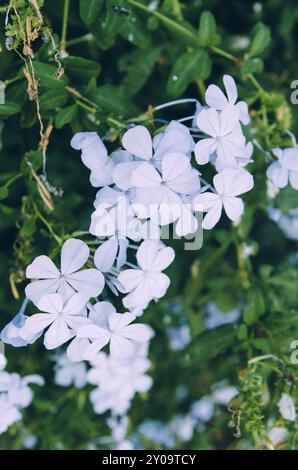 Schließen Sie blaue plumbago-Blüten in Blüte Stockfoto