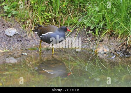 Wasserbahn, Moorhen, Gallinula chloropus, Gallinula choropos, gemeine Moorhen Stockfoto