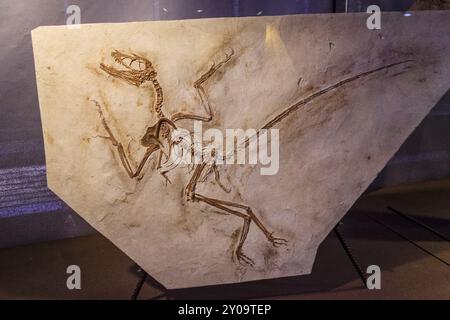 Archaeopteryx, MJ 150, Dinosaurie, Dinosauriermuseum, Halle der Evolution, Esperaza.departamento del Aude, Languedoc-Roussillon, Ost-Pyrenäen, Frankreich, Stockfoto