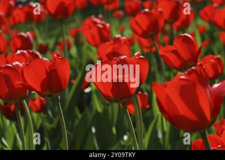 Schöne rote Tulpen, die im Sonnenlicht leuchten Stockfoto