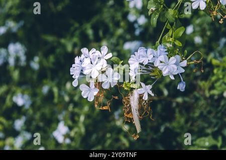 Blauer plumbago blüht und verwelkt mit Vogelfedern Stockfoto