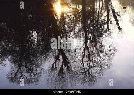 Reflektionen von Bäumen und Sonne auf der Seeoberfläche Stockfoto