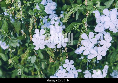 Schließen Sie blaue plumbago-Blüten in Blüte Stockfoto