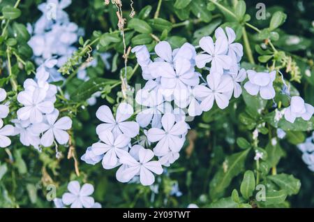 Schließen Sie blaue plumbago-Blüten in Blüte Stockfoto