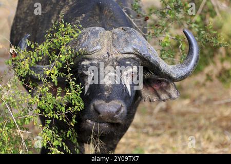 Buffalo-Porträt Stockfoto