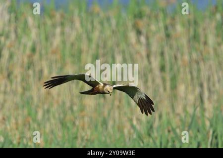 Männlicher Western Sumpf harrier im Flug. Männlicher westlicher Sumpf harrier im Flug Stockfoto